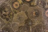 Polished Fossil Coral (Actinocyathus) - Morocco #85040-1